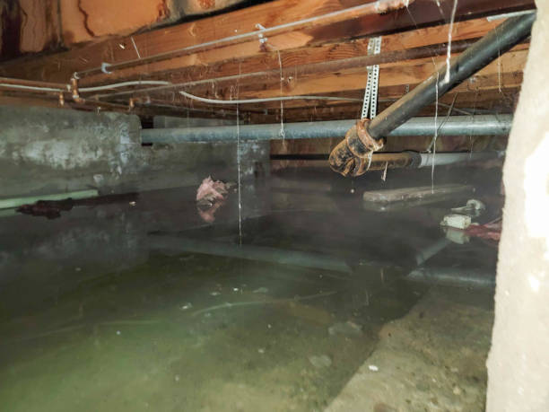 Best Water damage cleanup near me  in Orange City, IA